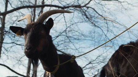 Drezniska_Koza_in_njeni_ljudje_10